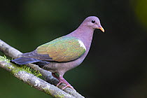 Emerald dove (Chalcophaps indica) male, perched on branch, Wet Tropics World Heritage, Lake Eacham, Queensland, Australia