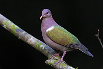 Emerald dove (Chalcophaps indica) male, perched on branch, Wet Tropics World Heritage, Lake Eacham, Queensland, Australia.