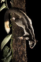 RF - Torresian striped possum (Dactylopsila trivirgata) climbing down tree trunk at night, Wet Tropics World Heritage, Lake Eacham, Queensland, Australia. (This image may be licensed either as rights...