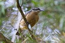 Victoria's riflebird (Ptiloris victoriae) female, perched on branch, Wet Tropics World Heritage, Lake Eacham, Queensland, Australia.