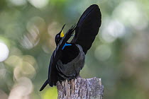 RF - Victoria's riflebird (Ptiloris victoriae) male, courtship display, Wet Tropics World Heritage, Lake Eacham, Queensland, Australia. (This image may be licensed either as rights managed or roy...