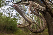 Brown tree snake (Boiga irregularis) hanging from tree branch, Cooktown, Queensland, Australia