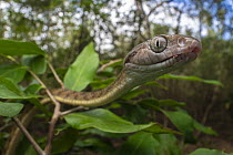 Brown tree snake (Boiga irregularis) portrait, Cooktown, Queensland, Australia.