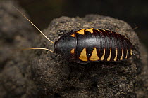 Beautiful Northern wingless cockroach (Cosmozosteria gloriosa) portrait, Cooktown, Queensland, Australia.