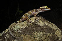 Ring-tailed gecko (Cyrtodactylus louisiadensis) resting on rock at night, Cooktown, Queensland, Australia.