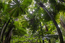 Australian fan palm forest (Licuala ramsayi), Wet Tropics World Heritage area, Daintree, Queensland, Australia.