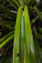 Peppermint stick insect (Megacrania batesii) sheltering in Pandanus frond (food plant), Cape Tribulation, Queensland, Australia.