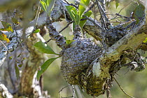 Ant plant (Myrmecodia beccari), epiphytic plant with numerous chambers in which ants live, Cairns, Queensland, Australia.