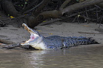 RF - Saltwater crocodile (Crocodylus porosus) resting on mud bank at river's edge, Daintree River, Queensland, Australia. (This image may be licensed either as rights managed or royalty free.)
