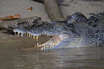 Saltwater crocodile (Crocodylus porosus) resting on mud bank at river's edge, Daintree River, Queensland, Australia.