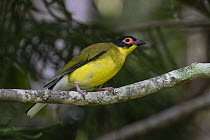 Australasian figbird (Sphecotheres vieilloti) perched on branch, Wet Tropics World Heritage, Cairns, Queensland, Australia.