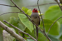 Crimson finch (Neochmia phaeton) female, perched on branch in riverine forest, Ingham, Queensland, Australia.
