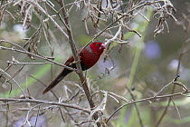 Crimson finch (Neochmia phaeton) female, perched in tree in riverine forest, Ingham, Queensland, Australia.