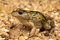 Barking marsh frog (Limnodynastes fletcheri) portrait, The Gums, Queensland, Australia.