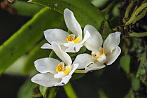 Orange blossom orchid (Sarcochilus falcatus) in flower, Cunningham's Gap, Queensland, Australia.