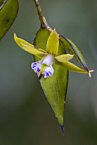 Dagger orchid (Dendrobium pugioniforme) in flower in wet forest, Cunningham's Gap, Queensland, Australia.