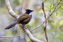 Eastern whipbird (Psophodes nigrogularis) perched on branch, eastern Australian temperate rainforest, Border Ranges, Queensland, Australia.