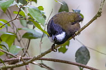 Eastern whipbird (Psophodes nigrogularis) perched on branch, eastern Australian temperate rainforest, Border Ranges, Queensland, Australia.