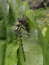 Golden-ringed dragonfly (Cordulegaster boltonii) male, just emerged from the nymphal exuvia by a stream bank, South Cornwall, England, UK. June.