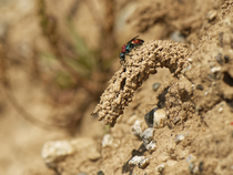 Ruby-tailed cuckoo wasp (Chrysis viridula) inspecting the mud chimney built over the nest burrow of its host species, the Spiny mason wasp (Odynerus spinipes) on coastal sand bank, Cornwall, England,...