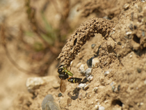 Spiny mason wasp (Odynerus spinipes) female, entering mud chimney protecting her nest burrow entrance carrying Weevil grub (Hypera sp.) prey for her larvae, coastal sand bank, Cornwall, England, UK. J...