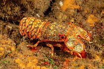 Regal slipper lobster (Arctides regalis) portrait, Hawaii, Pacific Ocean.