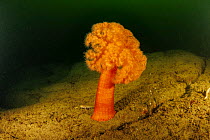 Orange plumose anemone (Metridium senile) on seabed, British Columbia, Canada, Pacific Ocean.