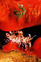 Harlequin shrimps (Hymenocera picta) pair, resting in a crevice of red sponge, Hawaii, Pacific Ocean.