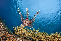 Lionfish (Pterois volitans) swimming over coral reef, Indonesia, Indo-Pacific.