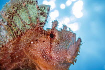 Leaf scorpionfish (Taenianotus triacanthus) head portrait, Hawaii, Pacific Ocean.