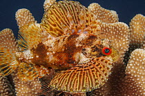 Hawaiian lionfish (Dendrochirus barberi) resting in Antler coral (Pocillopora eydouxi), Hawaii, Pacific Ocean.