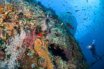 Diver exploring the the coral encrusted Liberty wreck with a large school of Bigeye jacks (Caranx sexfasciatus) in the background, Tulamben, Bali, Indonesia, Indo-Pacific. Model released.