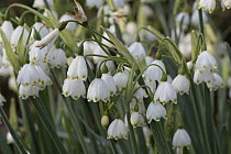 Summer snowflake (Leucojum aestivum) flowers beginning to produce seedpods in ornamental garden, Berkshire, UK. April.