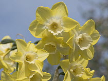 Narcissus jonquilla 'Pipit' lemon yellow flowers in garden against blue spring sky, Berkshire, UK. April.