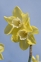 Narcissus jonquilla 'Pipit' lemon yellow flowers in garden against blue spring sky, Berkshire, UK. April.