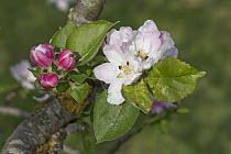 Egremont Russet apple tree (Malus domestica) blossom with young leaves in spring, Berkshire, UK. May.