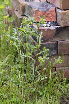 Groundsel (Senecio vulgaris) flowering annual herbaceous weed plant on waste ground in front of old bricks, Berkshire, UK. May.