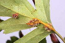 Hawthorn juniper rust (Gymnosporangium sp.) rust pustules, aecial horns and swellings on leaves, petioles and stems of Hawthorn (Crataegus monogyna), Berkshire, UK. May.