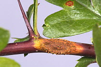 Hawthorn juniper rust (Gymnosporangium sp.) rust pustules, aecial horns and swellings on leaves, petioles and stems of Hawthorn (Crataegus monogyna), Berkshire, UK. May.