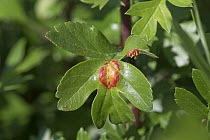 Hawthorn juniper rust (Gymnosporangium sp.) rust pustules lesion and aecial horns forming on upper leaf of Hawthorn (Crataegus monogyna), Berkshhire, UK. May.