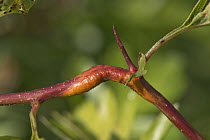 Hawthorn juniper rust (Gymnosporangium sp.) rust pustule swelling on the stem and spike of Hawthorn (Crataegus monogyna), Berkshire, UK. May.