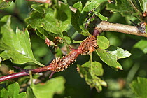 Hawthorn juniper rust (Gymnosporangium sp.) rust pustules, aecial horns and swellings on leaves and petioles and stems of hawthorn (Crataegus monogyna), Berkshire, UK. May.
