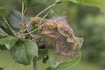 Apple ermine moth (Yponomeuta malinellus) caterpillars inside a larval web on damaged and skeletonised apple foliage in an orchard, Berkshire, UK. June.