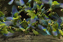 Cobalt-winged parakeets (Brotogeris cyanoptera) flock feeding on clay at clay lick, Yasuni National Park, Orellana Province, Ecuador.