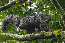 Equatorial saki (Pithecia aequatorialis) walking along branch, Tiputini Biodiversity Station, Orellana Province, Ecuador.