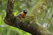 Golden-mantled tamarin (Saguinus tripartitus) sitting on branch looking up, Tiputini Biodiversity Station, Orellana Province, Ecuador.