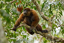 Woolly monkey (Lagothrix poeppigii) male, resting on branch, Tiputini Biodiversity Station, Orellana Province, Ecuador.