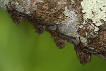Four Long-nosed bats (Leptonycteris sp.) roosting on tree trunk,  Yasuni National Park, Orellana Province, Ecuador.