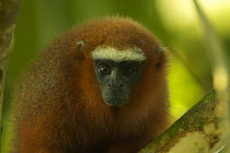 Dusky titi monkey (Callicebus discolor) head portrait, Yasuni National Park, Orellana Province, Ecuador.