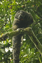 Equatorial saki (Pithecia aequatorialis) wearing radio collar, sitting on branch, Tiputini Biodiversity Station, Orellana Province, Ecuador.